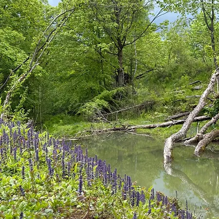 Dom Buczynowy I Buczynowe Jurty, Natura, Relaks, Las, Beskid Niski, Gory Pensionat *